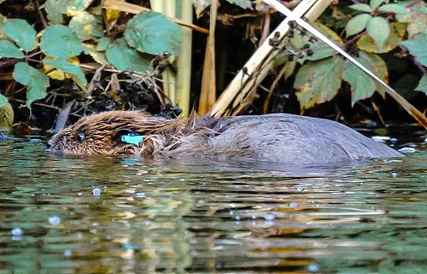 Willow female beaver - pic by Rachel Bradshaw