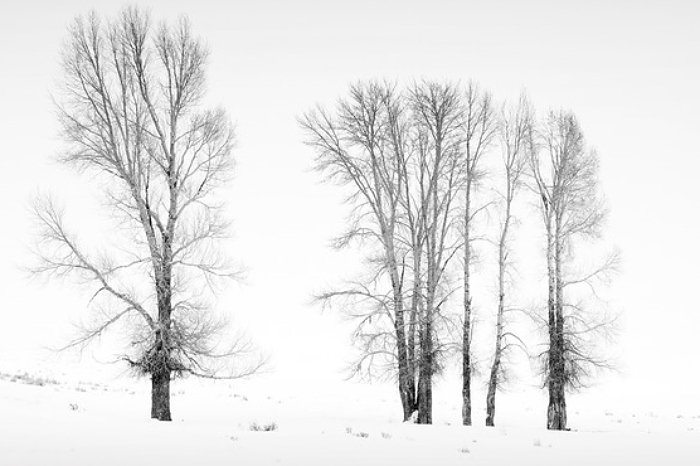 Winter Sentinels by Andrew Charlesworth CPAGB - Nantwich Camera Club