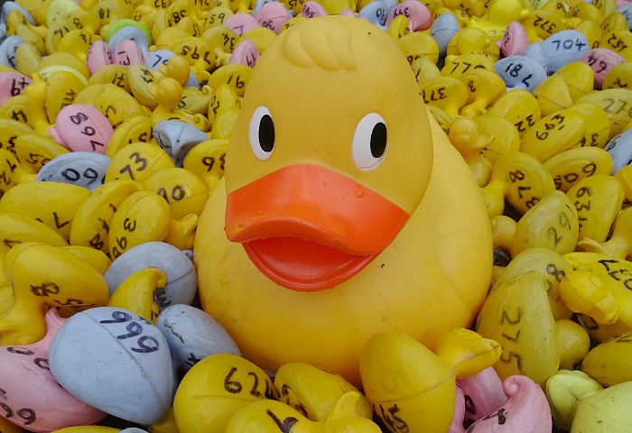 Wistaston Duck Race - promotional photo