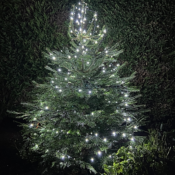 Wistaston Memoral Hall - replacement Christmas tree and lights donated by Tesco Crewe (1)