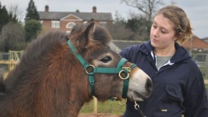 Nantwich students work with BBC presenter’s rare breed ponies