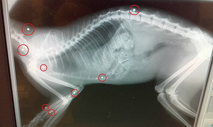 air gun attack on cat, x-ray