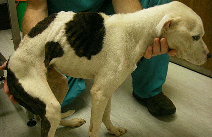animal cruelty in Cheshire - RSPCA