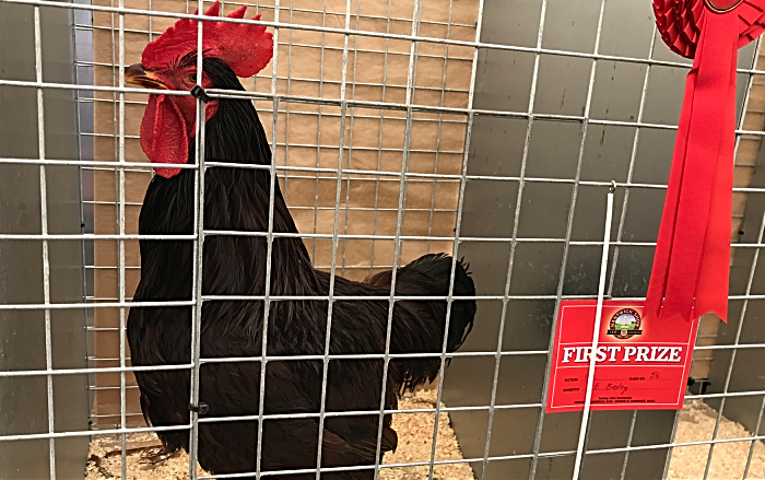 award-winning cockerel at Nantwich Show