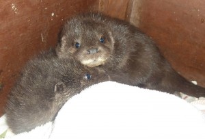 Baby otters rescued from storms recover at Nantwich wildlife centre