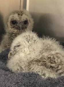 baby owls at stapeley grange wildlife centre