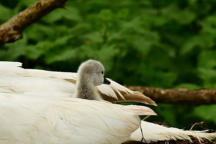 baby swan by Stephen Brown
