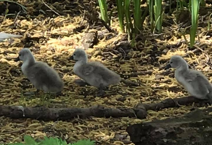 baby swans by Victoria Savage