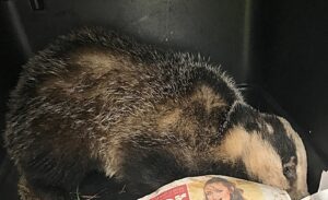 RSPCA warning after badger suffers suspected dog attack in Nantwich