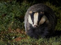 BBC’s Kate MacRae to stage Cheshire Wildlife Trust workshops