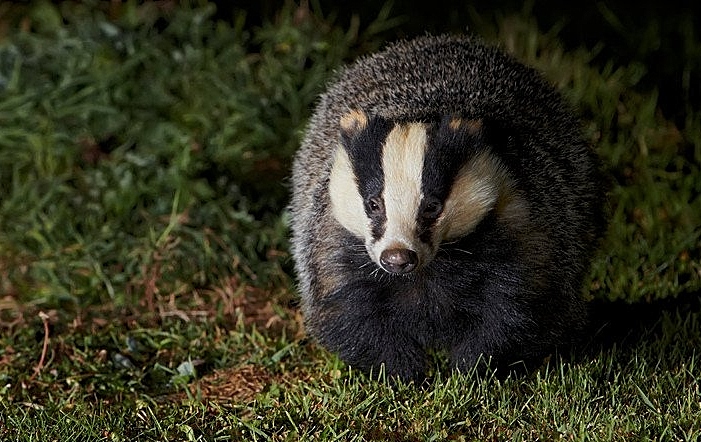 badgers - cheshire wildlife trust autumn watch