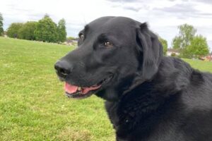 black labrador dogs stolen outside M&S Nantwich