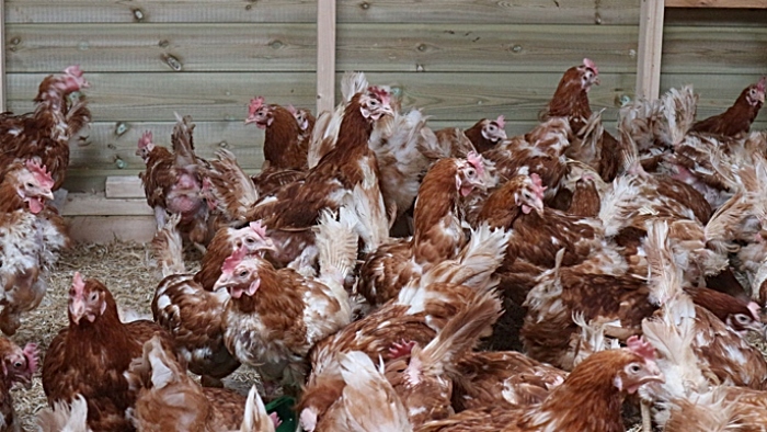 british hen welfare trust - rehoming