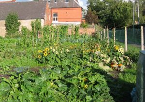 Council deal paves way for Stapeley gardeners to apply for allotments