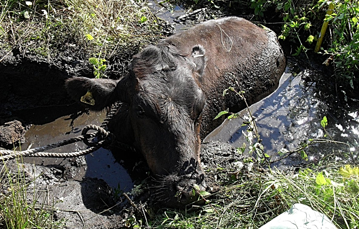 bullock rescued in hankelow