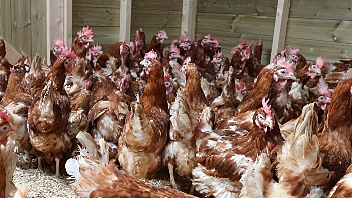 caged hens - hen rehoming in nantwich