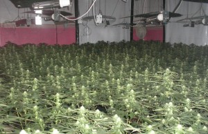 Nantwich residents urged to sniff out cannabis farms after £3m raids