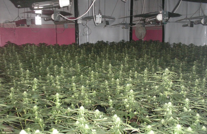 Cannabis farm in Cheshire
