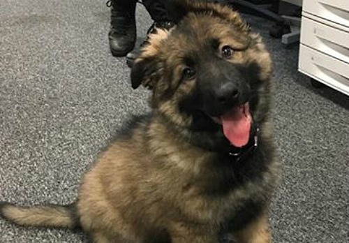 cheshire police dog Axel as voted by public