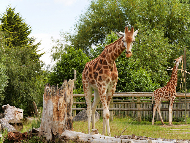 chester zoo giraffes - pic by David Dixon licence