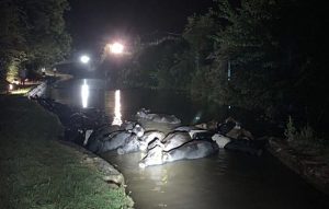 Fire crews rescue 20 cows stranded in canal near Nantwich