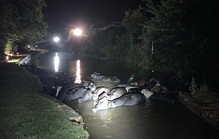 cows stranded in canal at Burland