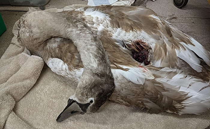 cygnet killed by dog at Nantwich Lake