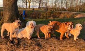 Nantwich dog businesses team up to launch “Family Paw Club”