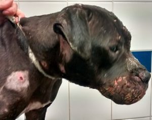 More than 150 dog fighting complaints in Cheshire, says RSPCA