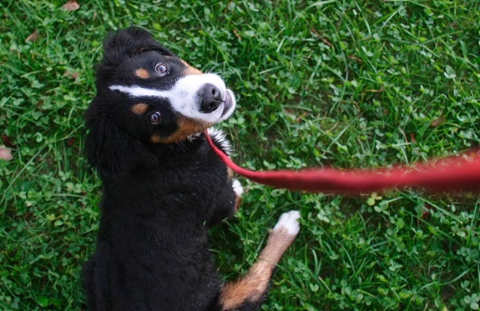 dog fouling powers extended by cheshire east council