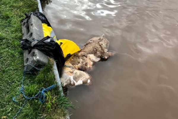 dog found dead in canal