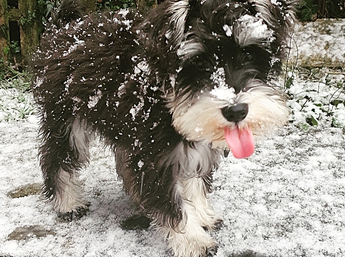 Bruno the schnauzer enjoying the snow! Pic by Emma