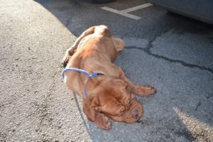 RSPCA hunt owners after dog tied up and left for dead in Crewe