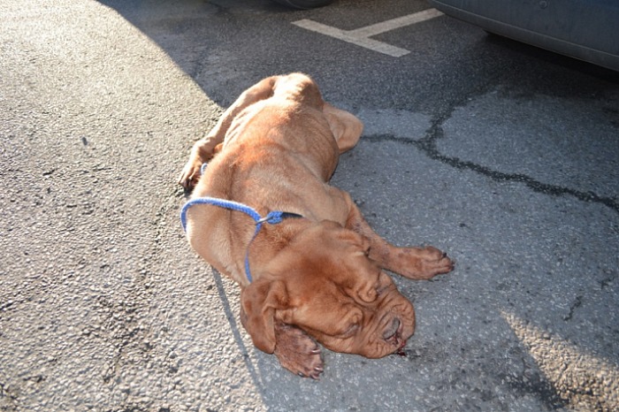 dog left for dead in Crewe