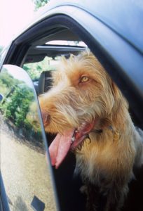 dogs die in hot cars - RSPCA campaign