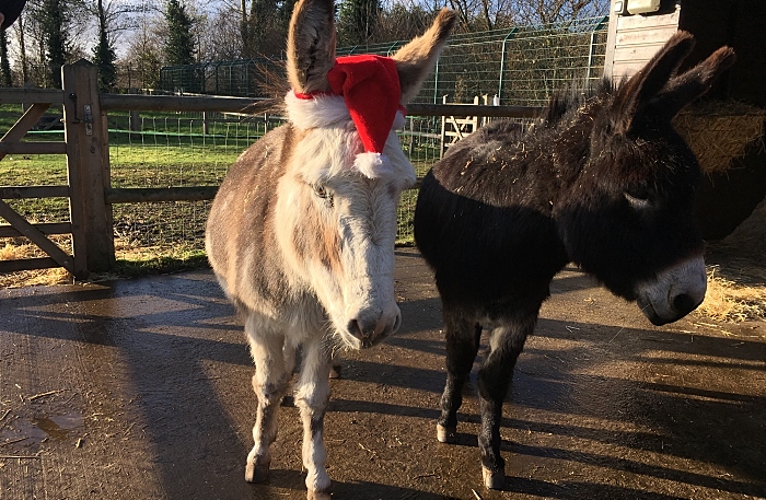 donkeys at christmas