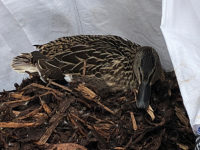 Nantwich builders find duck bedding down in bag of bark