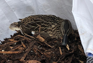 Nantwich builders find duck bedding down in bag of bark