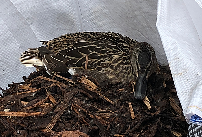 duck in bag of bark