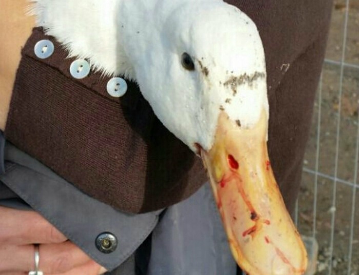 duck saved from attack at Nantwich Lake