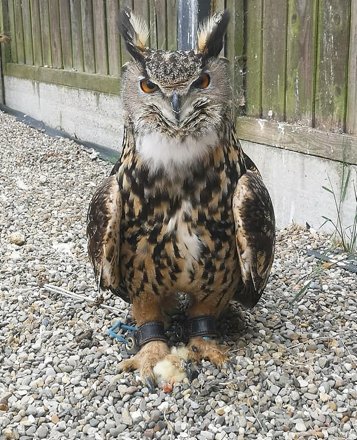 eagle owl missing