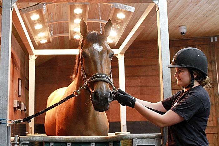 rookery equine centre reaseheath