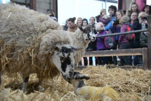 Hundreds enjoy lambing weekend at Reaseheath, Nantwich