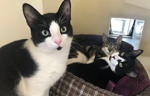 RSPCA staff appeal for new home for feline siblings at Nantwich cattery