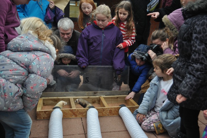 ferret racing dead heat