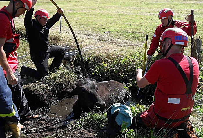 fire crews rescue bullock from ditch