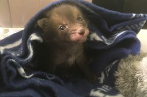 Tiny fox cub found in road recovers at Stapeley RSPCA
