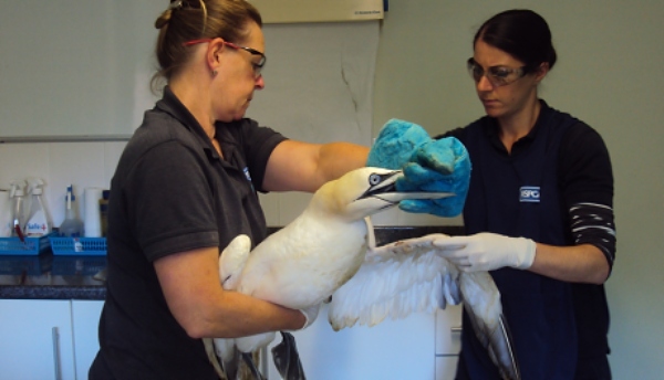 gannet fishing plastic rspca