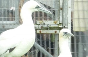 Stapeley Grange RSPCA staff care for gannets hit by Storm Desmond