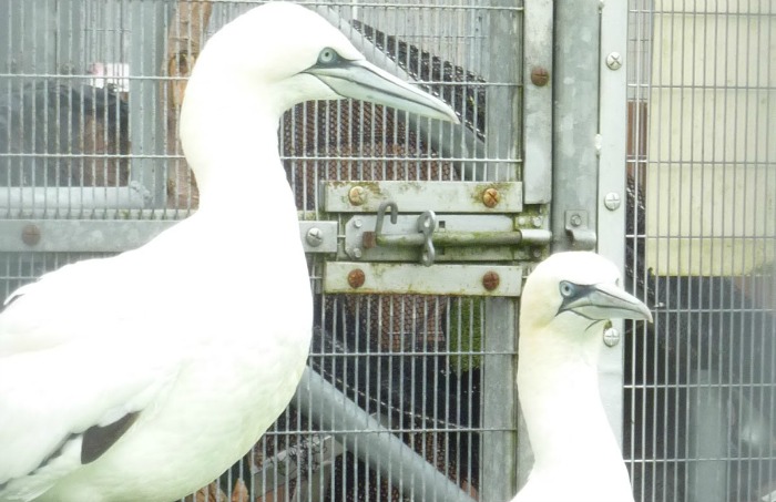 gannets in nantwich stapeley wildlife animal centre